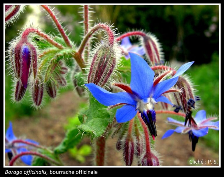 Galerie #13 « Floraison printanière »