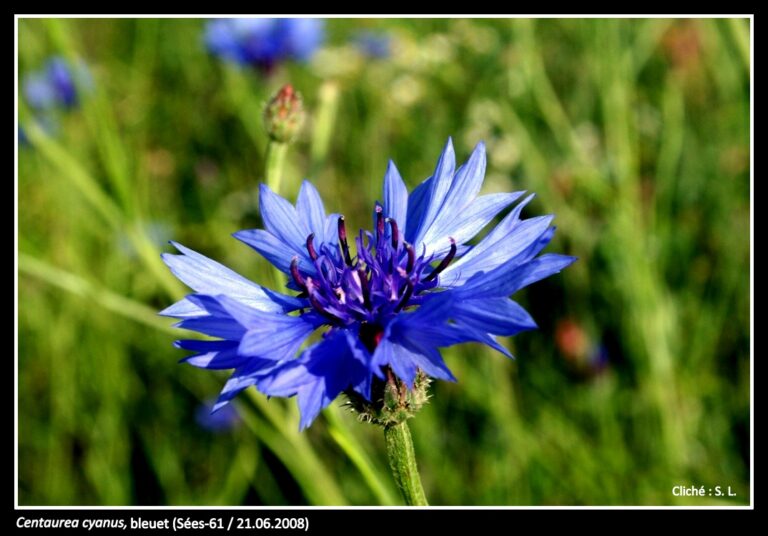 Galerie #1 « Fleurs bleues »