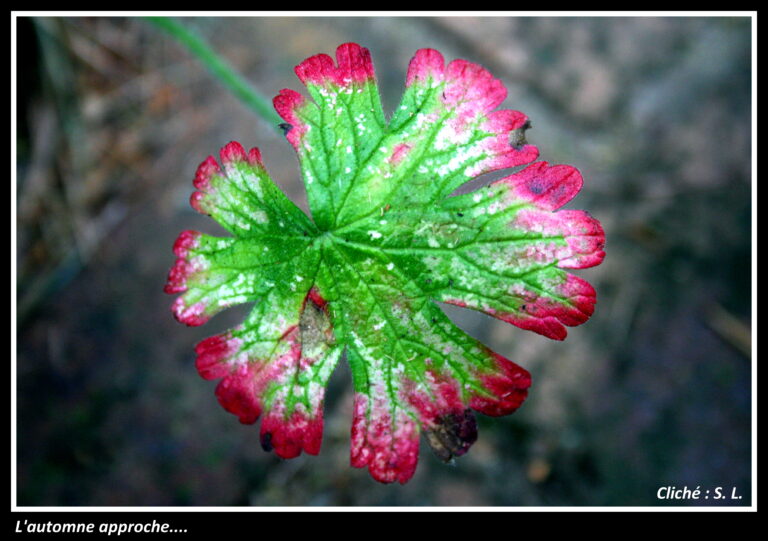 Galerie #12 « Feuilles à foison »