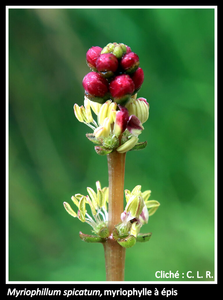 Galerie #9 « Plantes des milieux humides »