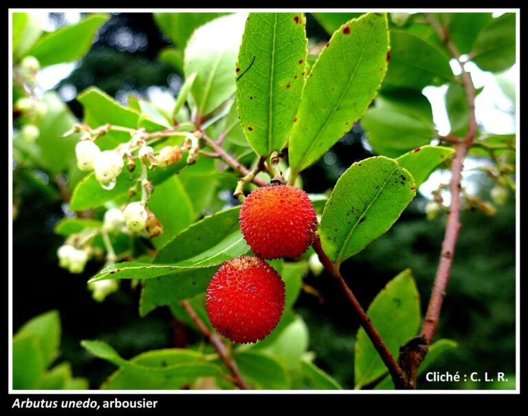 Galerie #8 « Fruits rouges »