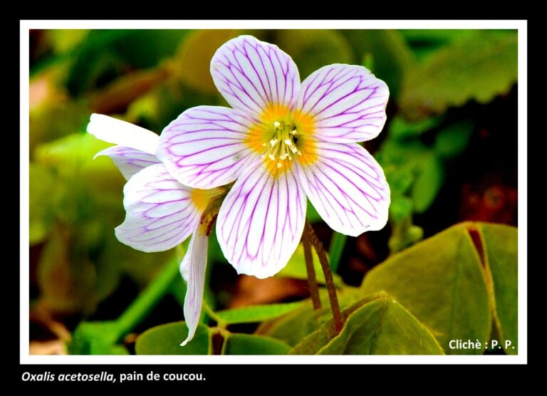 Galerie #11 « Les fleurs de la forêt »