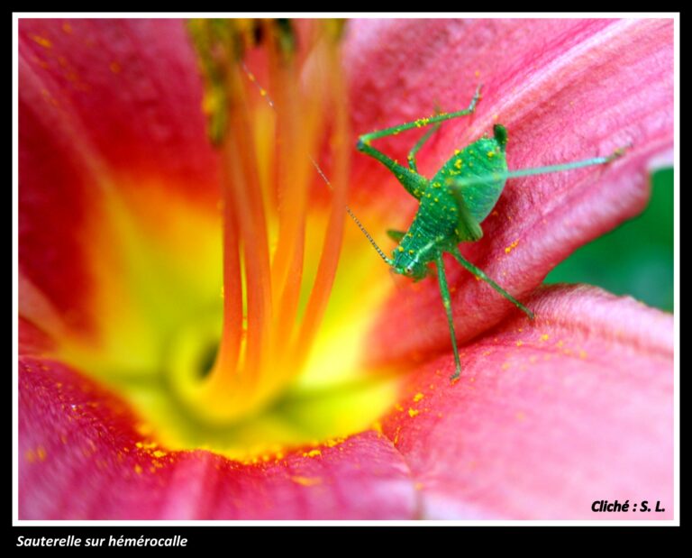 Galerie #6 « Pollinisateurs »