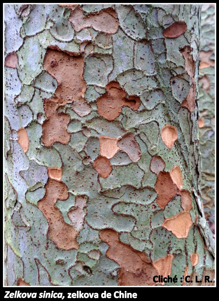 Galerie #7 « Écorces »